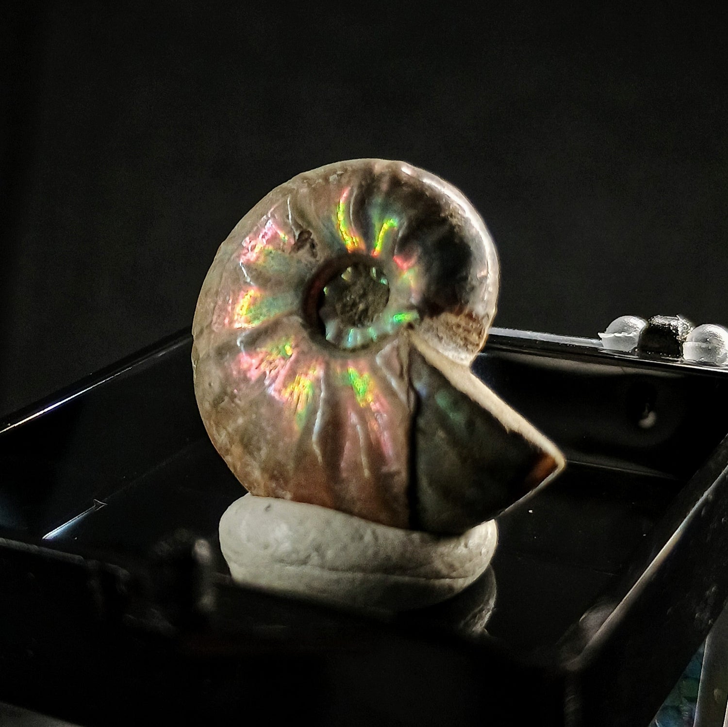 Fossil Specimens